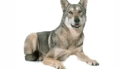 Волчья собака Сарлоса: Немецкая овчарка + волк. Результат такого  скрещивания оказался совсем неожиданный! | Пикабу