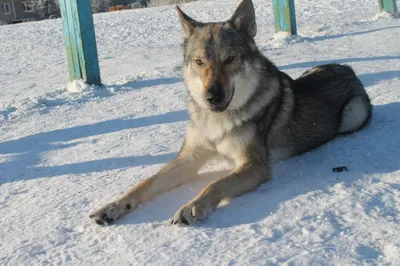 Чехословацкая волчья собака (56 фото)