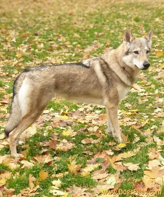 Саарлооская волчья собака ♢ Питомник ВОПЛОЩЕНИЕ МЕЧТЫ ♢ Фото 109803 на  SOBAKA.LV