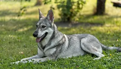 Чехословаткая волчья собака на Евразии 17 ilikepet - YouTube