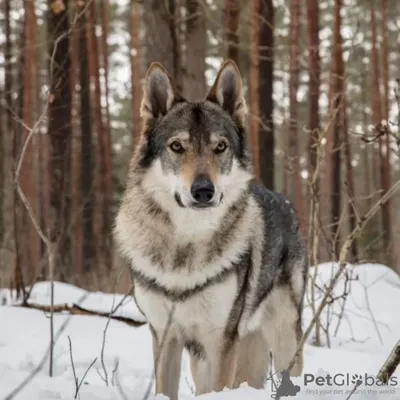Чехословацкий влчак - уникальная порода собак.