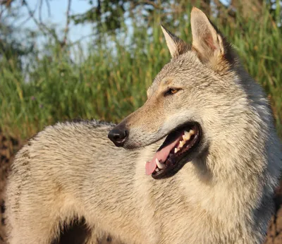 Волчья собака Сарлоса - 69 фото