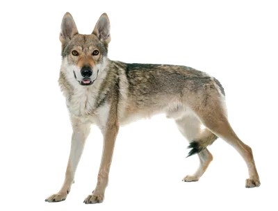 Щенки породы Чехословацкий влчак • Где Купить волка