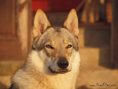 Продаются... - Любители собак породы Чехословацкий влчак | Facebook