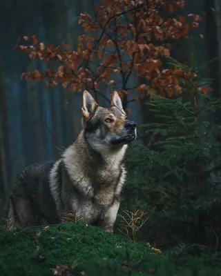Чехословацкая волчья собака PNG рисунок, картинки и пнг прозрачный для  бесплатной загрузки | Pngtree
