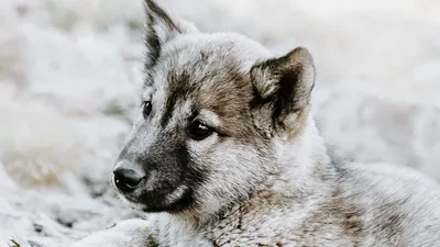 MORTA Z PERONOWKI » База собак Чехословацкая волчья собака;