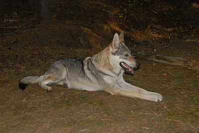 Волчья собака Сарлоса - купить в Солигорске (Беларусь) ➤ Цена 71500₽ ➦  Объявление №33280
