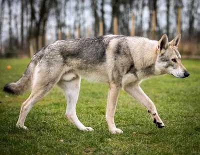 Изображение волчьей собаки Сарлоса: красивый контент для блога | Волчья  собака Сарлоса Фото №76338 скачать