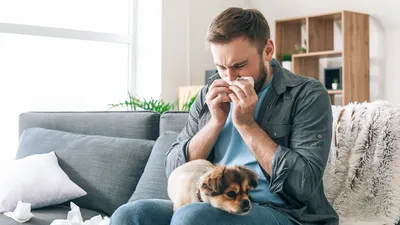 Можно ли завести питомца семье, где есть аллергия на собак или кошек | РБК  Life