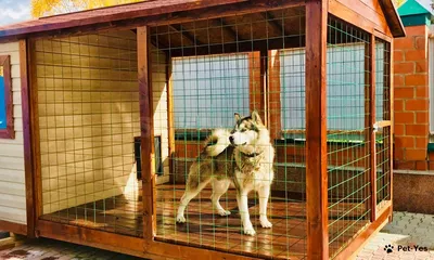 Двухсекционные будки для двух собак