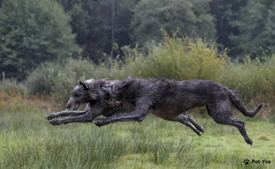 Собаки-волкодавы: они сильнее волка | Весёлый Всезнайка | Дзен