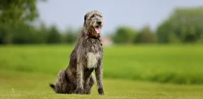 Ирландский волкодав: все о породе, описание и фото собаки