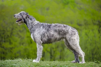 Ирландский волкодав - собака, выдворившая волков из Ирландии | Зоомир | Дзен