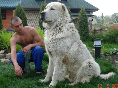 Ирландский волкодав\"самая высокая собака\" | Животный мир | Дзен