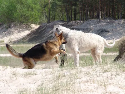 Породы собак волкодавов: фото с названиями, каких собак называют волкодавами