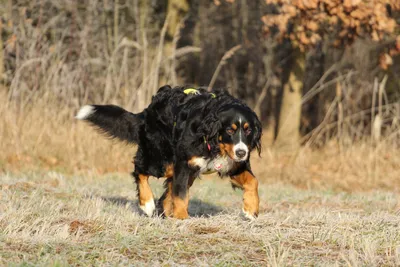 Коричневая охотничья собака Freezed в представлении пахнуть Wildfowl в  зеленой траве немецкий указатель Shorthaired Стоковое Фото - изображение  насчитывающей волосы, шоколад: 119616452