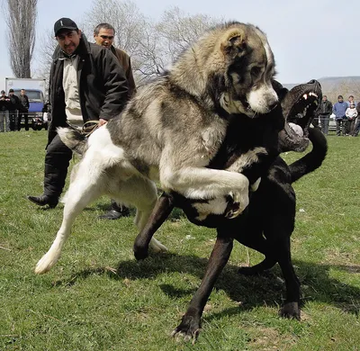Табличка, Ирландский волкодав DANGER DOG осторожно злая собака 106055729  купить за 441 ₽ в интернет-магазине Wildberries