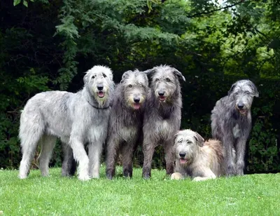 Ирландский волкодав – порода собаки