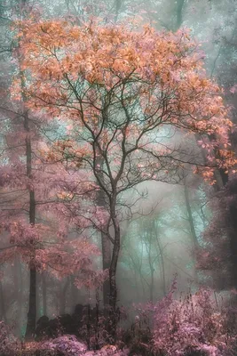 Волшебный лес: красочные фото для ваших проектов