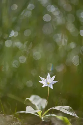 Фантастическое фото волшебного цветка