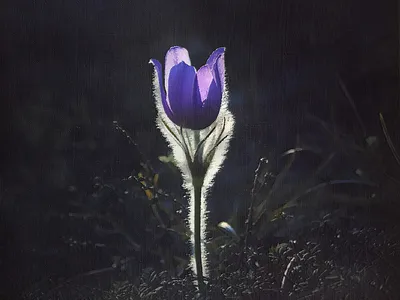 Волшебный цветок - стильный образец картинки для фона