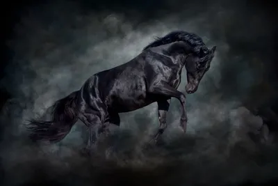 Лошади КСК Левадия, horse | Вороная лошадь, вороной конь, ло… | Flickr