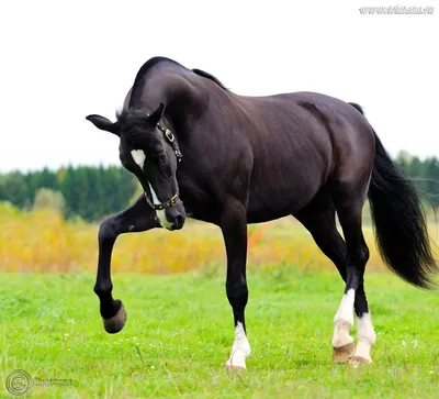 Купить фотообои Лошади «Вороная лошадь» | PINEGIN
