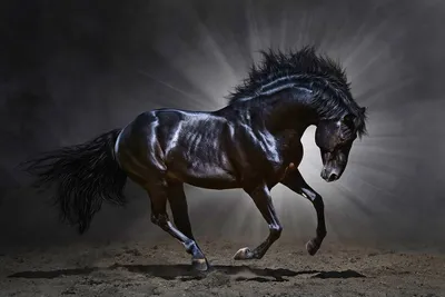 Вороной конь: описание и фото вороных лошадей