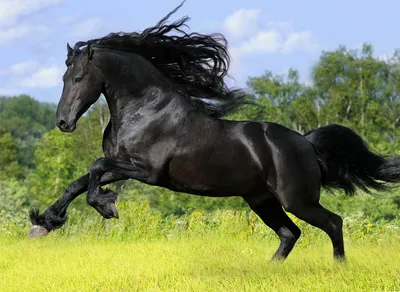 Арабская вороная лошадь Stock Illustration | Adobe Stock