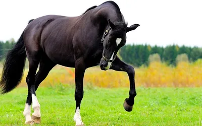 Масть лошади - окрас (цвет) волосяного покрова лошади, кожи и глаз