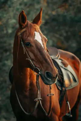 Рыжая лошадь | Пикабу