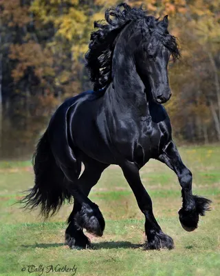 Вороная лошадь- англо-Карачаевец, 164 см. в холке., цена 99000 руб. купить  в Москве