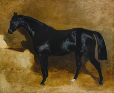 Шайр, или бейквелловская вороная лошадь (Берренджер, 1816) — гравюры и  репродукции на Grafika.ru