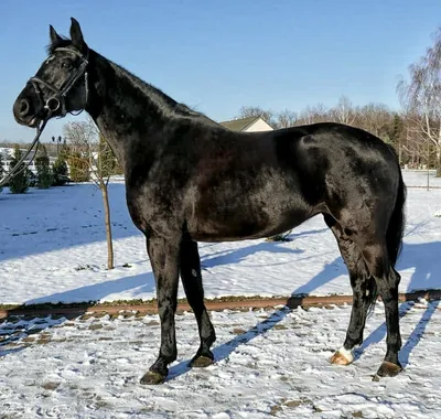 Фризская лошадь черный вороной (58 фото) - красивые фото и картинки  pofoto.club