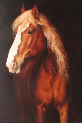 Вороная масть лошадей: фото, описание » Сайт о лошадях KoHuKu.ru