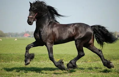 Фигурка KONIK Ганноверская лошадь, вороная - AMF1071 - купить по оптовой  цене в интернет-магазине RCstore.ru