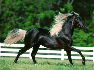 Андалузская порода лошадей - 77 фото