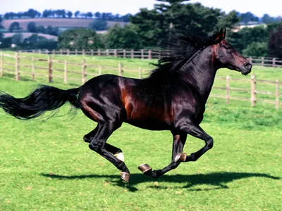 Модульная картина Вороной конь (Лошадь/Лошади) - купить у производителя