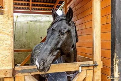 Купить фотообои Лошади «Вороной конь» | PINEGIN