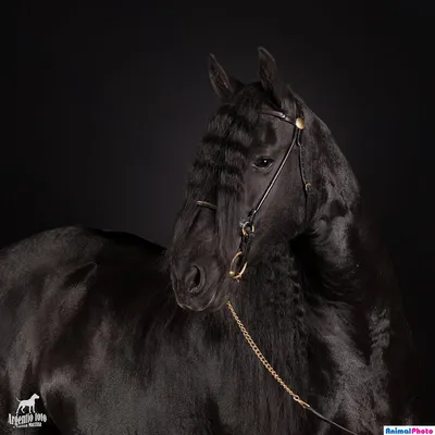 Вороной конь | Beautiful horses, Beautiful creatures, Beautiful photography
