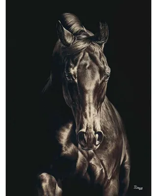 Черный Конь На Зеленом Фоне — стоковые фотографии и другие картинки  Арабская лошадь - Арабская лошадь, Бегать, Галоп - аллюр животного - iStock