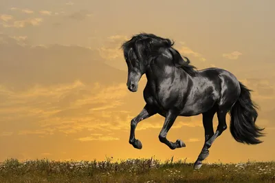 Купить Фотообои черный вороной конь скачущий по полю на стену. Фото с  ценой. Каталог интернет-магазина Фотомили