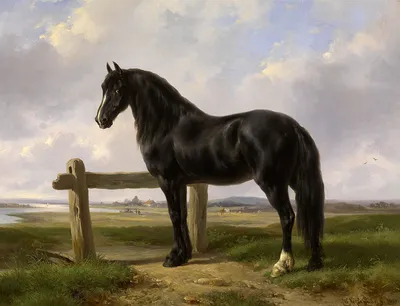 Грациозный черный конь фризской породы - обои на рабочий стол