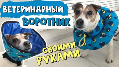 Мягкий ЗАЩИТНЫЙ ВОРОТНИК для собаки или кошки/Ветеринарный воротник своими  руками/ВЫКРОЙКА воротника - YouTube