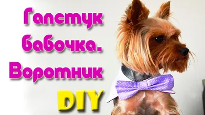 Одежда Для Собак Своими Руками | Галстук Бабочка С Воротником - YouTube