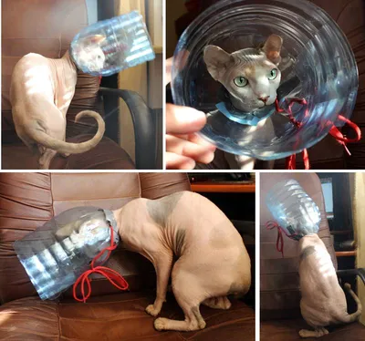 Пошаговая инструкция по изготовлению воротников для кошек собственноручно