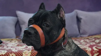 Как изготовить простой намордник из кожи своими руками. How do you make a  homemade dog muzzle ? - YouTube