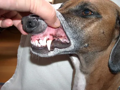 Ветеринар показывает воспаление десен в открытом рте собаки Стоковое  Изображение - изображение насчитывающей аппаратура, собач: 52393713