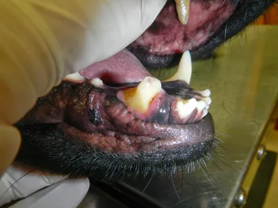 Проблемы с зубами у животных