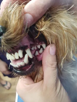 Смена зубов у собак карликовых пород | ВКонтакте